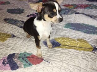 Mason – NE Oklahoma – Blue Female