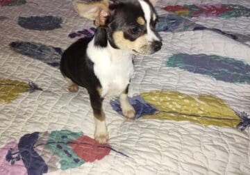 Mason – NE Oklahoma – Blue Female