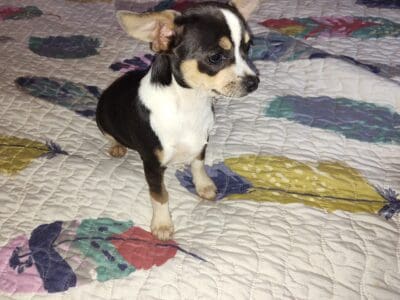 Mason – NE Oklahoma – Blue Fem  ...