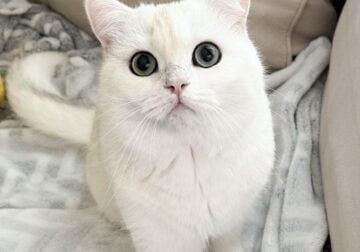 Sushi – 2-Year-Old Scottish Straight cat
