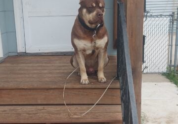 Looking for good home for my American Bully.