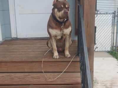 Looking for good home for my American Bully.