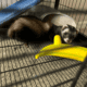 2 Female Young Ferrets