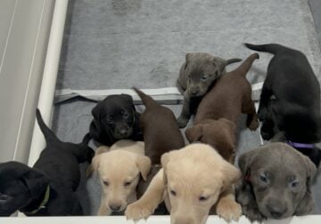 Labrador puppies for sale