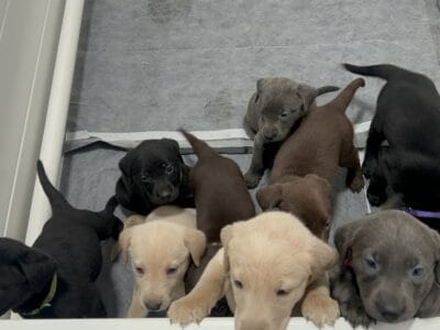Labrador puppies for sale