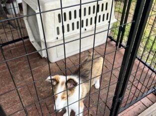ACK Shelties two males