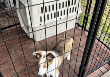 ACK Shelties two males