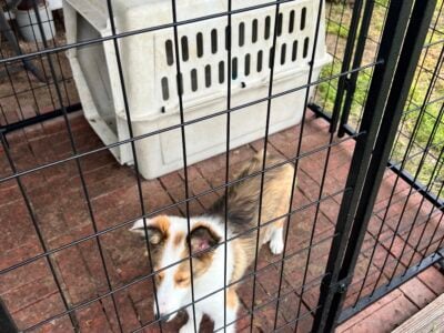 ACK Shelties two males
