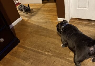 French Bulldog