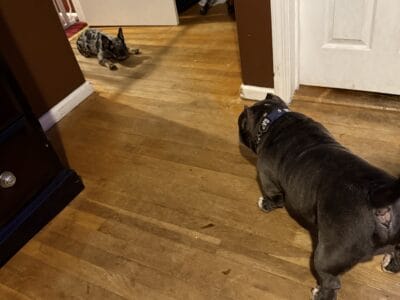 French Bulldog