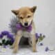AKC Shiba Inu Curly