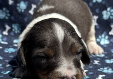 Dachshund