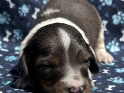 Dachshund