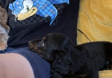 Miniature dachshund puppies