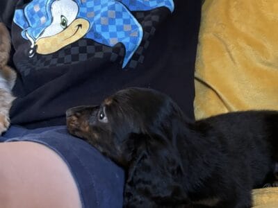 Miniature dachshund puppies