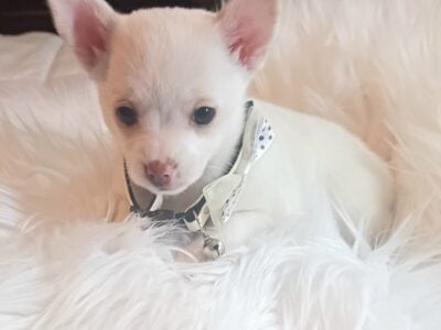Adorable Snow White Chihuahua girl Trixie