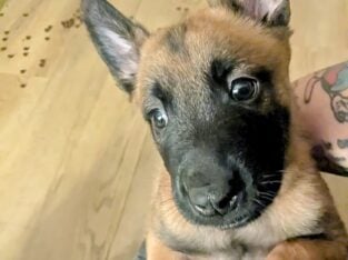 Sweet Malinois puppies