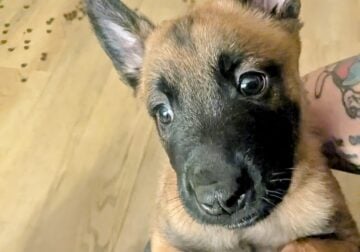 Sweet Malinois puppies