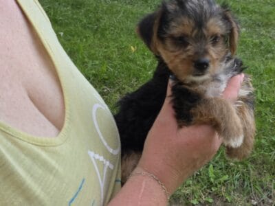 Yorkies Male and Female
