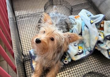 Cute and energetic 9mo Yorkshire terrier