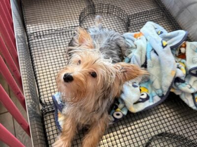 Cute and energetic 9mo Yorkshire terrier