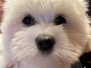 Akc Coton De Tulear puppies!