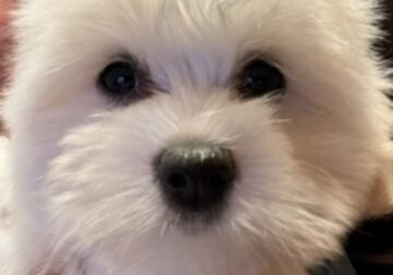 Akc Coton De Tulear puppies!