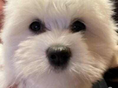 Akc Coton De Tulear puppies!