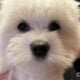Akc Coton De Tulear puppies!