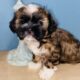 Handsome Shih tzu boy