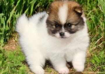 Pomeranian AKC registered