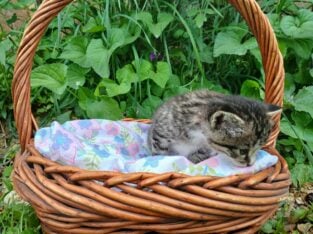 Stripey (dark tabby female)