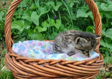 Stripey (dark tabby female)