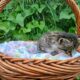 Stripey (dark tabby female)