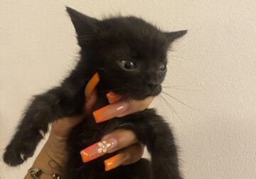 Rehoming kitten