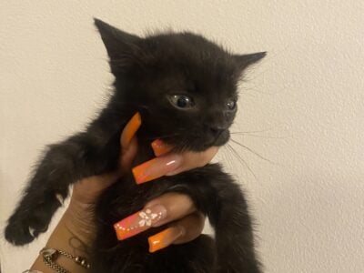 Rehoming kitten