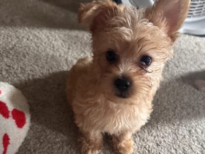 CKC gold dust yorkie- ready for his forever home:)