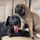 FEMALES -10 weeks – RE-HOME FEE