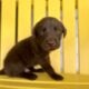 LABrador Retriever Puppies AKC Registered