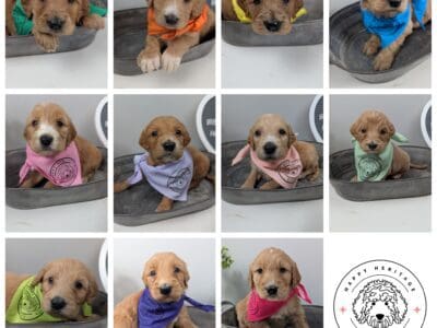 Irish Goldendoodles