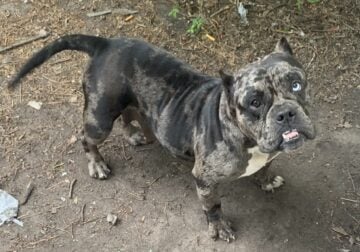 Reign the MicroBully