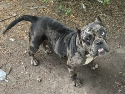 Reign the MicroBully