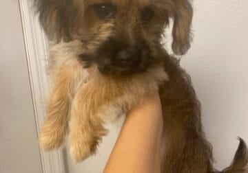 Yorkie shitzu mixed terrier