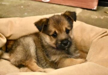 Keeshond / Yorkie & Rat Terrier MIX | ready now!