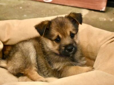 Keeshond / Yorkie & Rat Terrier MIX | ready now!