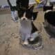 3 female tuxedo kittens