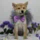 AKC Shiba Inu Curly