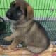 Chicago German Shepherd. Old Fashion Type!!!