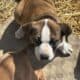 daniff/ pit puppies