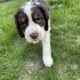 Cute pups